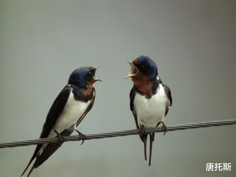 张哲瀚|张哲瀚事件背后：复出和反扑