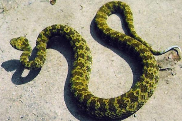 毒蛇 毒蛇伤人次数不多？看看全世界伤人最多的蛇，体型越小反而越强？