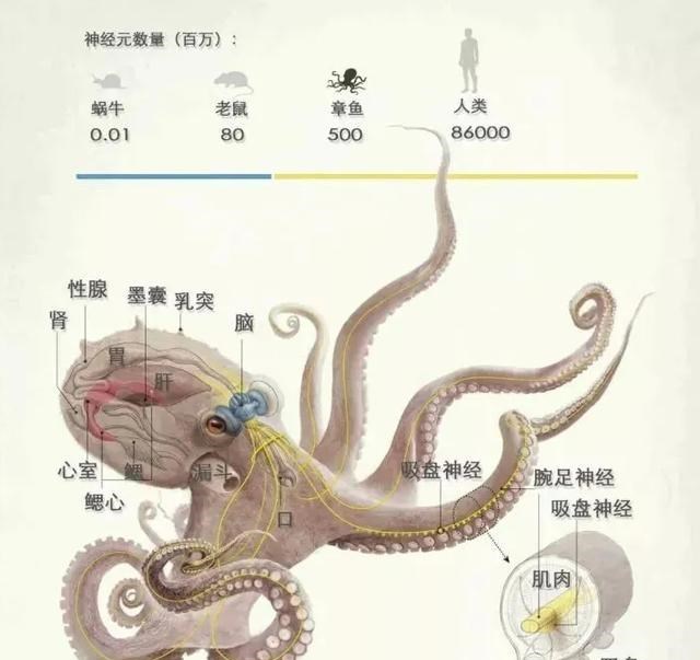 章鱼 科学家称章鱼是外星人？各种证据表明，怀疑或许是对的