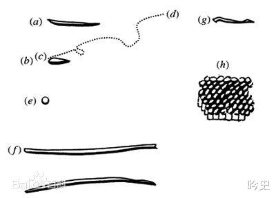 显微镜 他改进光学显微镜，记录了人类首次观察到微生物形态