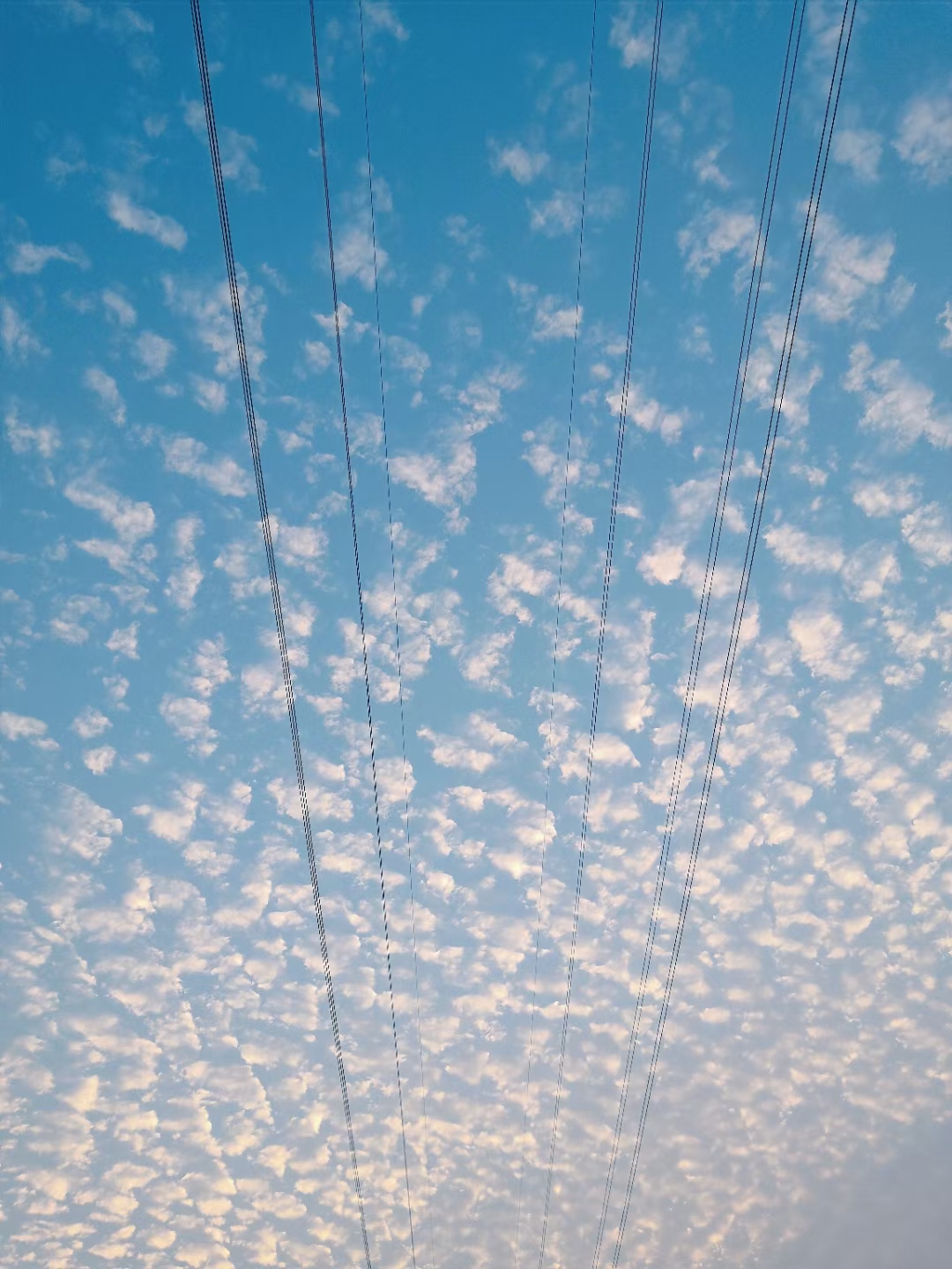 厦门所见所闻 3月28日，厦门东渡气象本站最高气温达30.9℃，追平了61年前的纪录