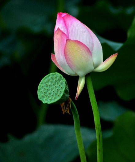 星临天下|到7月上旬，鸿运八方来，4属相吉星傍身，事业爱情双丰收