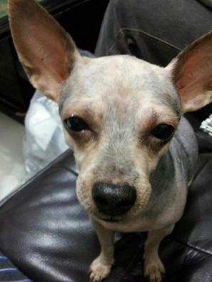 约克夏|老公带约克夏去剪毛，回来却变吉娃娃，确定这真的没有抱错吗？