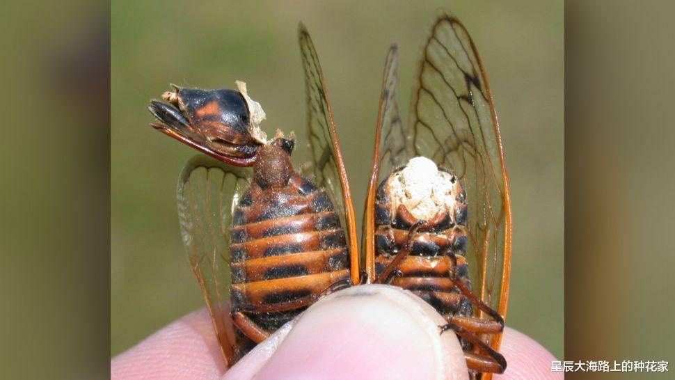 |美国出现僵尸蝉：真菌操控下，即使腹部变菌孢，交配也不会停止！