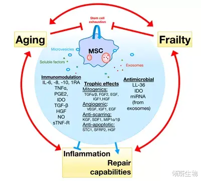 新型冠状病毒肺炎 新综述：间充质干细胞缓解衰弱和治疗新冠肺炎具有优越性