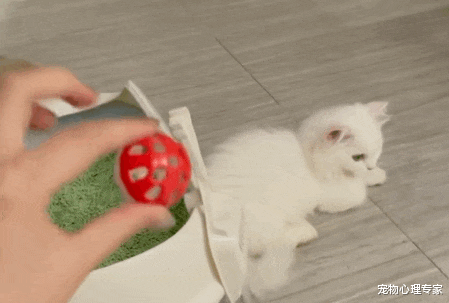女子花7500买了只矮脚猫,回去才发现喵耳聋:这可怎么办呀?