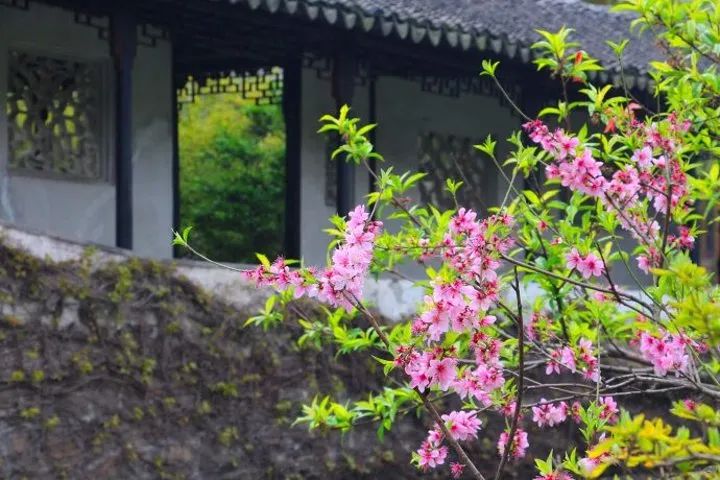 |中式庭院里除了梅兰竹菊，还有这些寓意好的植物，你知道几个？