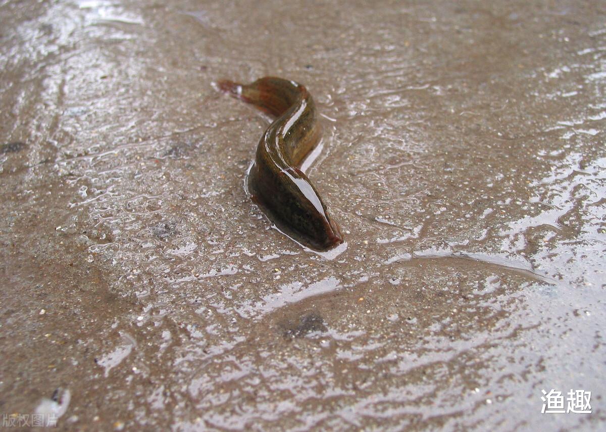 |钓鱼人需要注意了！这6种垂钓被禁止，还有2种鱼饵不能用