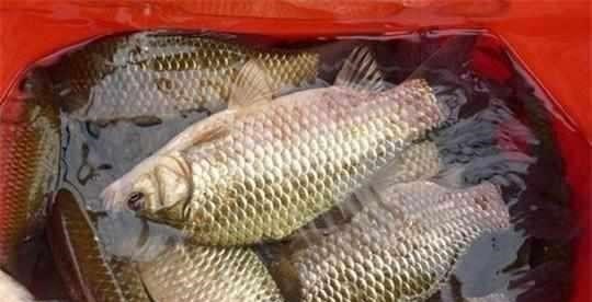 |你觉得钓位很好，其实没有鱼，找到“鱼窝”想空军都难！