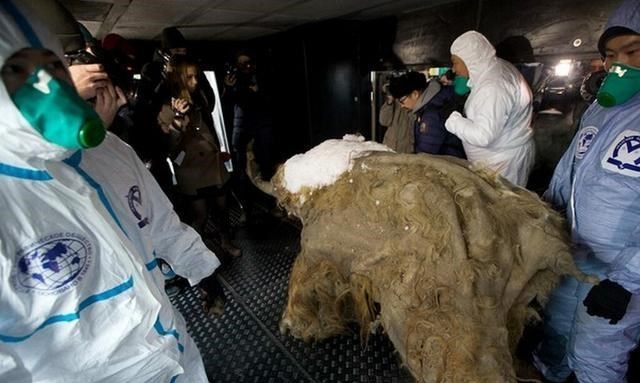 猛犸象 猛犸象为什么会灭绝?以现代的技术,有复活猛犸象的可能吗?