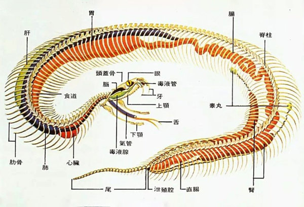 毒蛇|中国最毒之蛇，咬一口就致命，也就只能排第三!