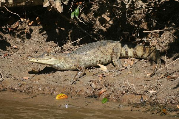  热带雨林的“王者”，亚马逊森蚺有多可怕？连鳄鱼都能轻松制服