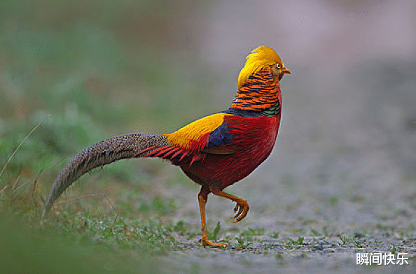生肖|6月23号，大发横财，3大生肖顺势提点，厚积薄发，事业兴隆