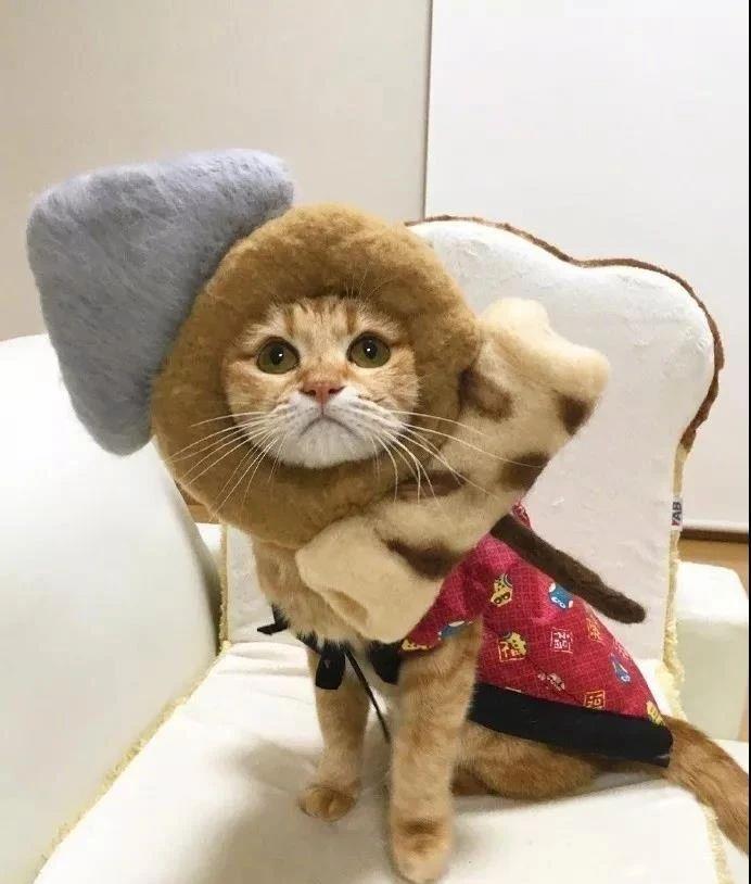 蔡宏志聊时尚|日本网友晒猫照走红ins，一人一猫，一日三餐