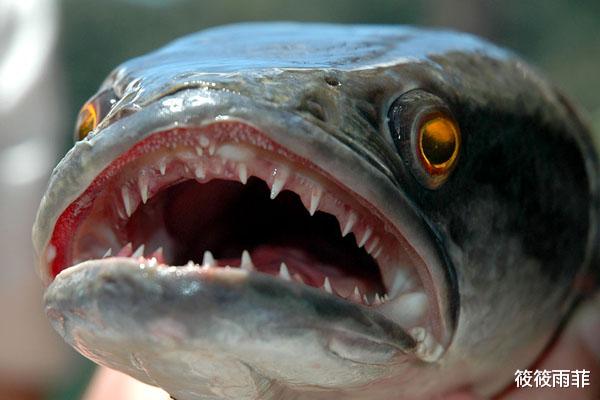 食人鱼 食人鱼真的吃人吗？为什么没有在亚马逊河泛滥？