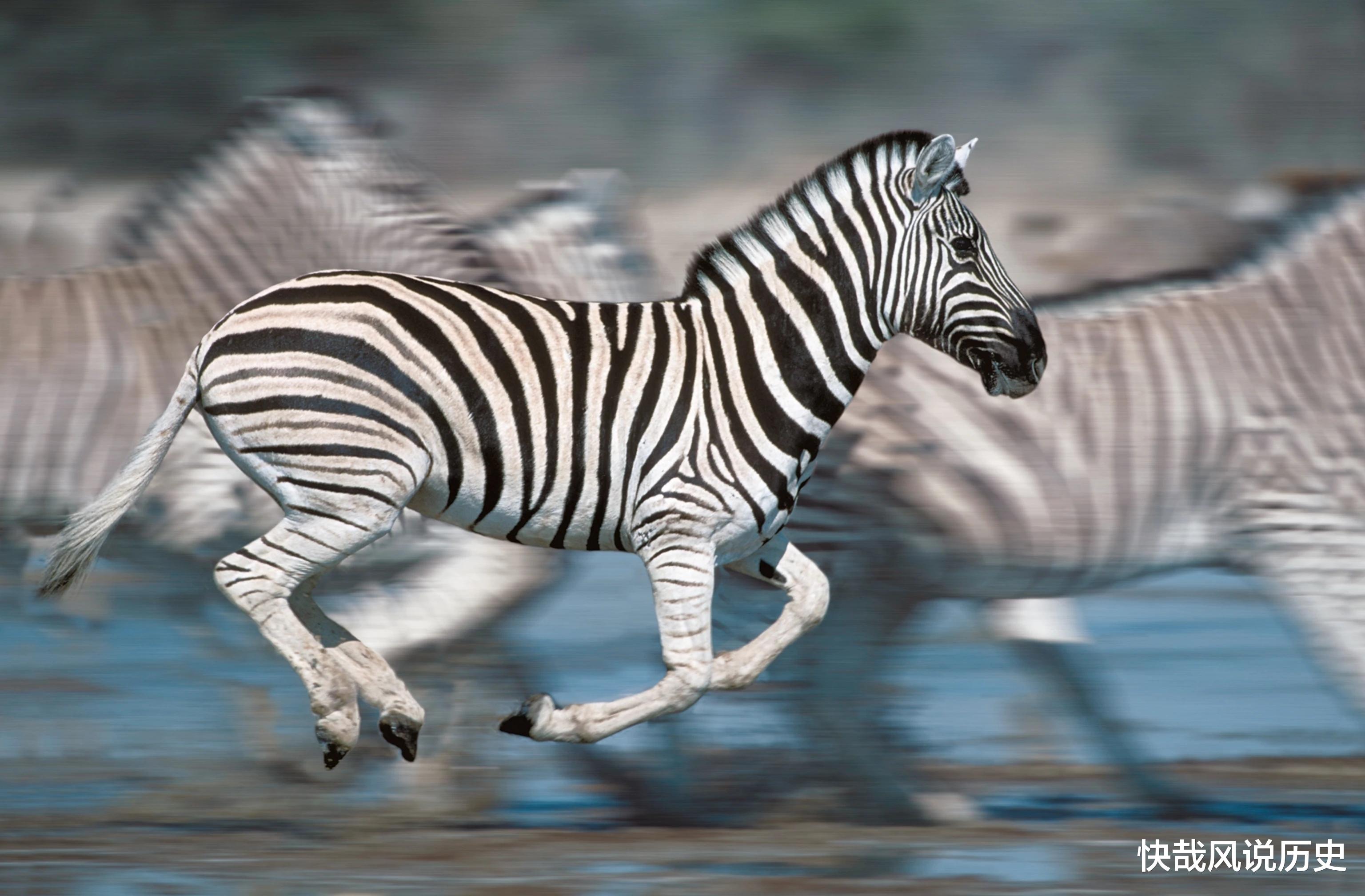 犀牛|为何历史上没出现斑马和犀牛骑兵?西方人试过了,结果很崩溃