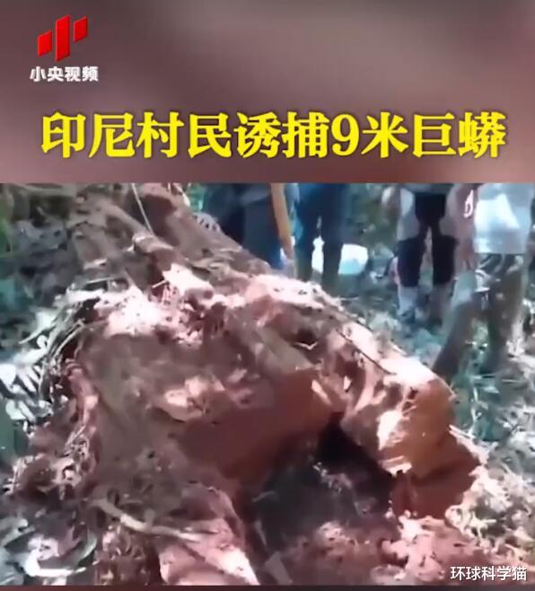 蟒蛇|真大！印尼村民诱捕9米巨蟒，如果人被蟒蛇缠住，还能存活吗？