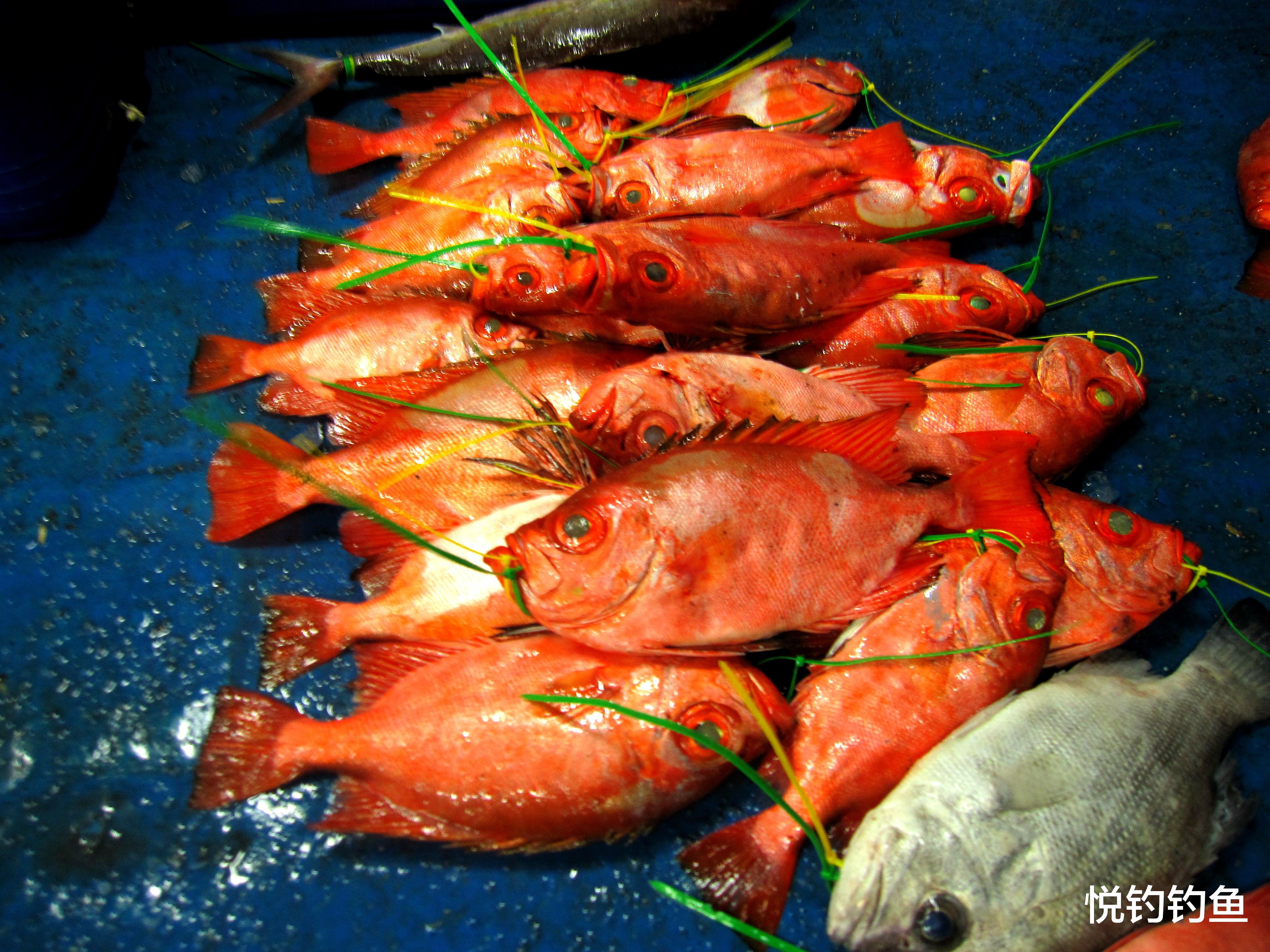 船员|船行到哪就钓到哪——脚踏赤道钓红鱼