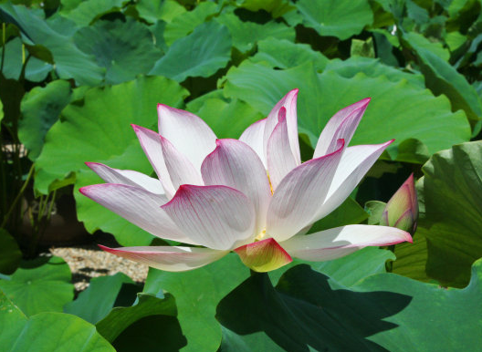 星临天下|进入8月份，4属相收获好运，生活越来越顺心，心情越来越愉快