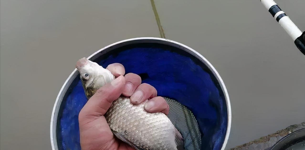 饵料|降温后还能钓鱼吗？可以从3个方面着手，说不定效果更好