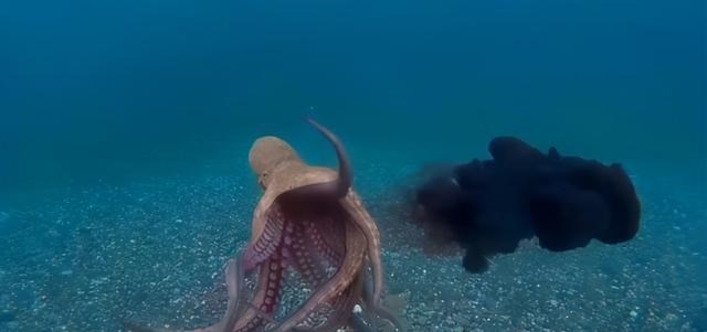 章鱼 章鱼智商到底有多高，为何有人科学家认为它不是地球生物？