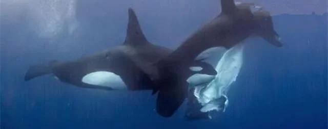 舜网 为什么大白鲨的皮肤相比于鲸鱼的皮肤来说是光滑很多？