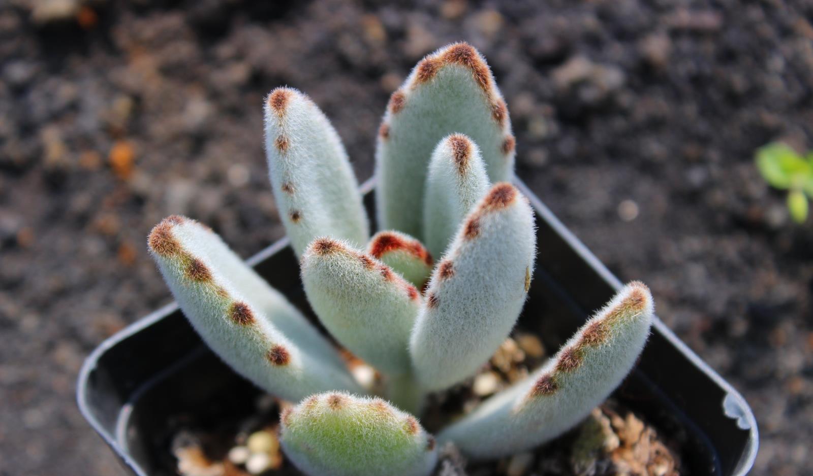 园艺印象|多肉兔耳系列个个高颜值，尤其月兔耳最惹人喜爱