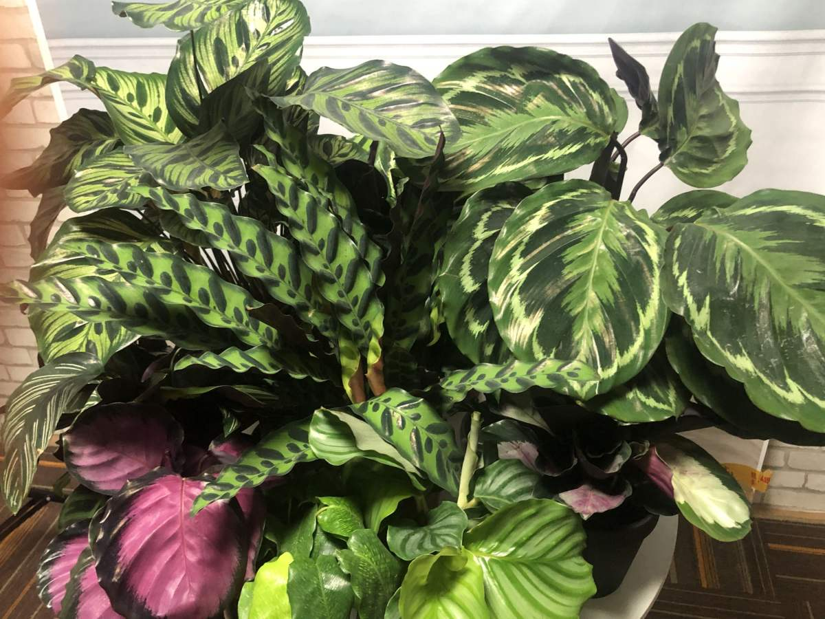 养花大全 这5种花，出了名的难养护，新手花友慎入！