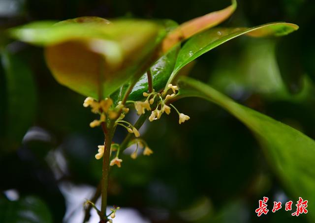 长江日报 未来两天雨止转多云 升温倒计时！猜猜这次能晴多久？