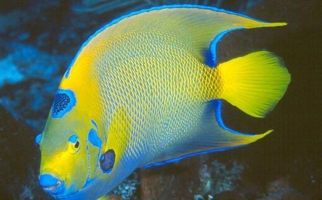 海水越喝越渴,那海洋生物该怎么获取水分而不受生命威胁?