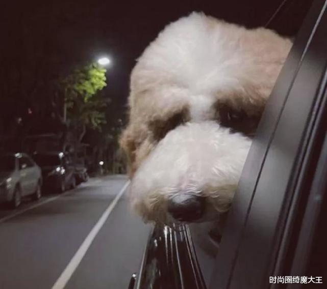 罗志祥|罗志祥复出后炫富，宠物狗有豪车代步，首秀被邀参加家乡跨年晚会