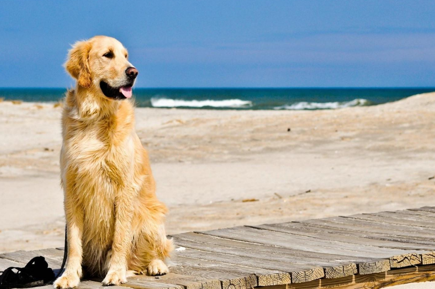 城外五十九 金毛走丢5小时后，自己跑到宠物医院求助，狗狗都很聪明吗？