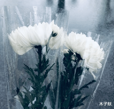 木子默 送别袁隆平,长沙,因为一个人从此爱上这座城