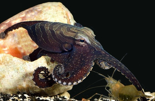 细菌感染 四种聪明的小动物，有多聪明呢？