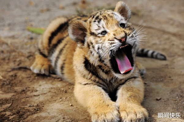 生肖|5月18-4月21日，苦尽甘来，3生肖财星高照，生活富贵连连