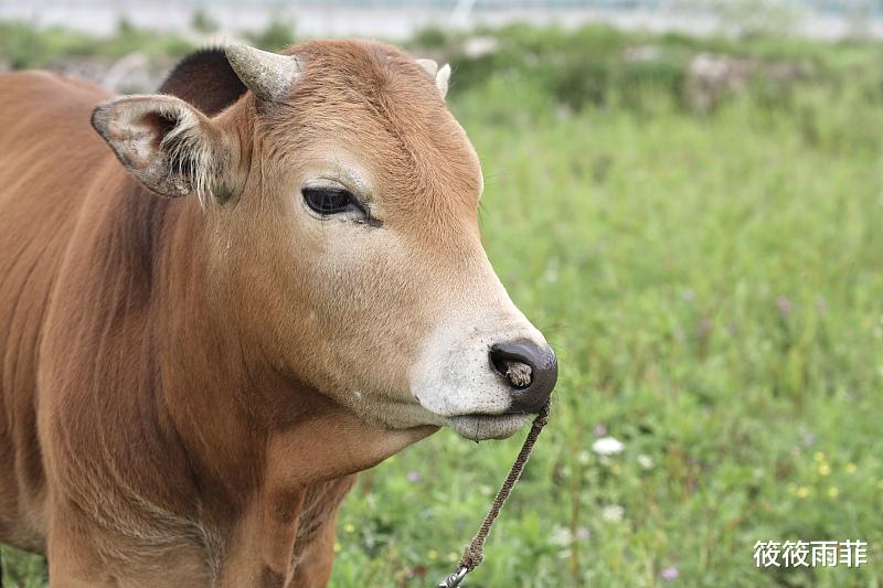 筱筱雨菲|水牛力气比黄牛大，为什么人们反而喜欢养黄牛耕地呢？
