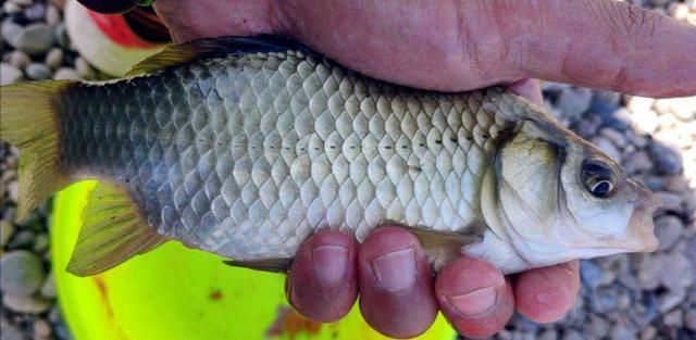 河南|3个人一次钓获鲫鱼40斤,河南一排水沟鲫鱼泛滥,网友:适当索取