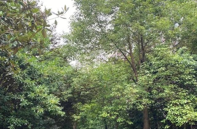 都市圈|关注：长沙这个小区不涨反跌，有业主猛降30多万卖房？