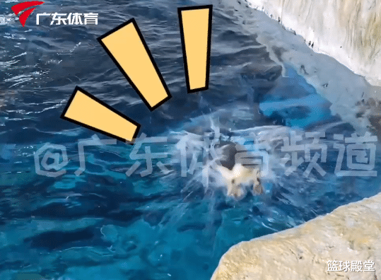 全红婵太可爱!进企鹅馆全副武装,喂食时却遭拒绝,合影裹成一团