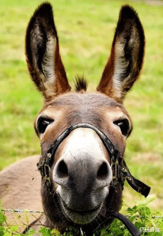 老虎|《剑网3》狐兔奇缘系列帽子爆料：看起来不像狐狸，反倒像驴