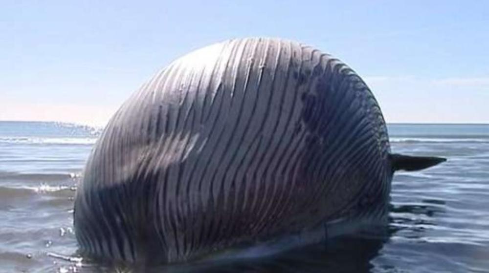 鲸鱼 人类的巨大困惑：一条搁浅的鲸鱼，竟然如此危险？