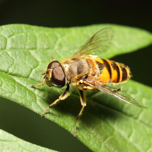 卫星 金秋野外游玩,昆虫叮咬要注意