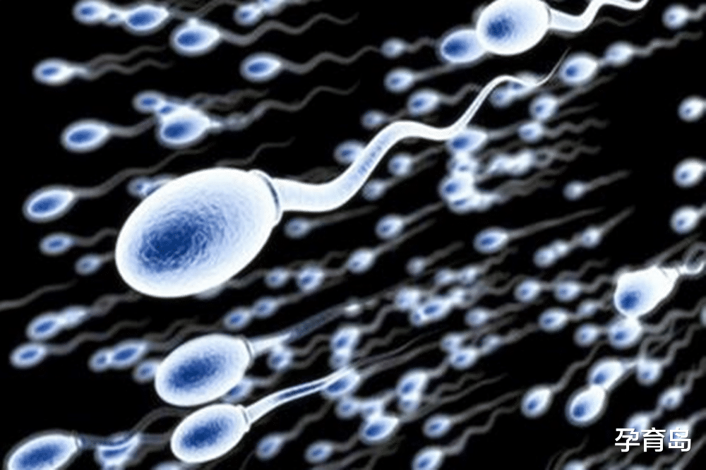 孕育岛|“小蝌蚪”在人体内是什么样？放大1000倍后，你还能直视自己吗？