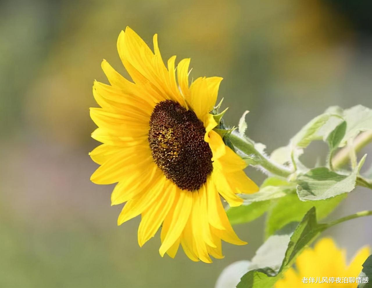 老伴儿风停夜泊聊情感|人到中年，接受人生的遗憾，是智者之举