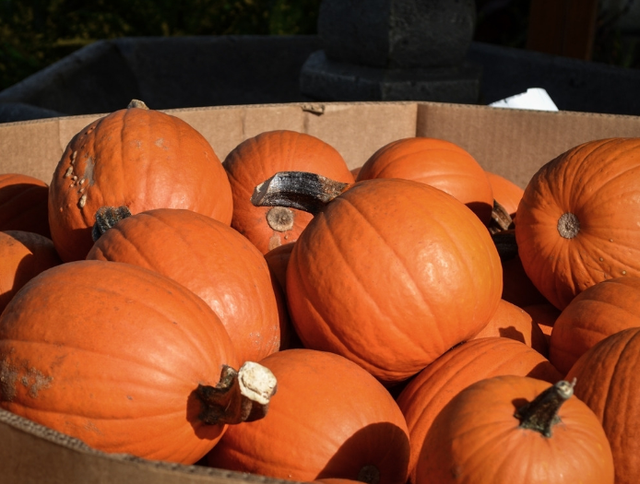 红枣|经常吃南瓜好处多，但4类人吃多了反而伤身，早知为好