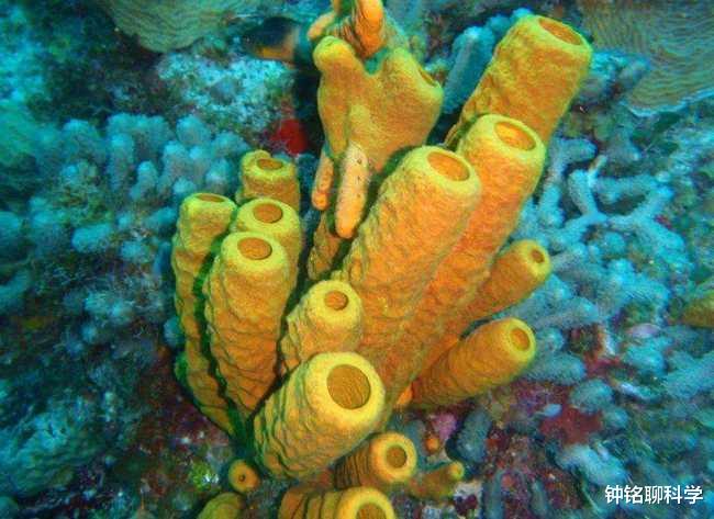 二氧化碳 人类有多渺小？如果把地球46亿年历史看作1天，人类历史不足0.1秒