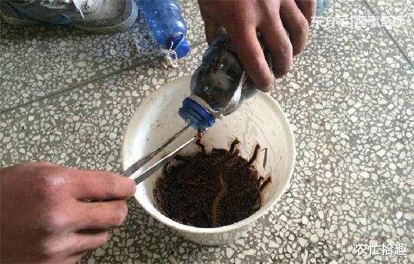 农忙拾趣 又一虫子稀缺，连年肆意捕捉，如今产新季将过，商贩难收到货