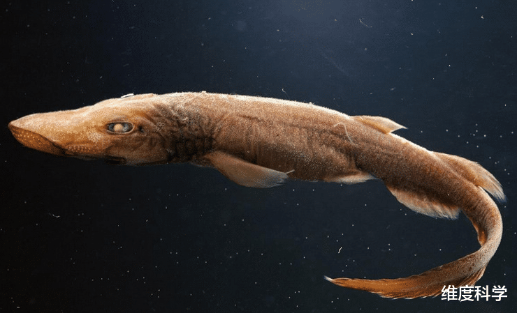 鲨鱼 “战斗力爆表”！这种鲨鱼体型不大，却成为了海洋生物的噩梦