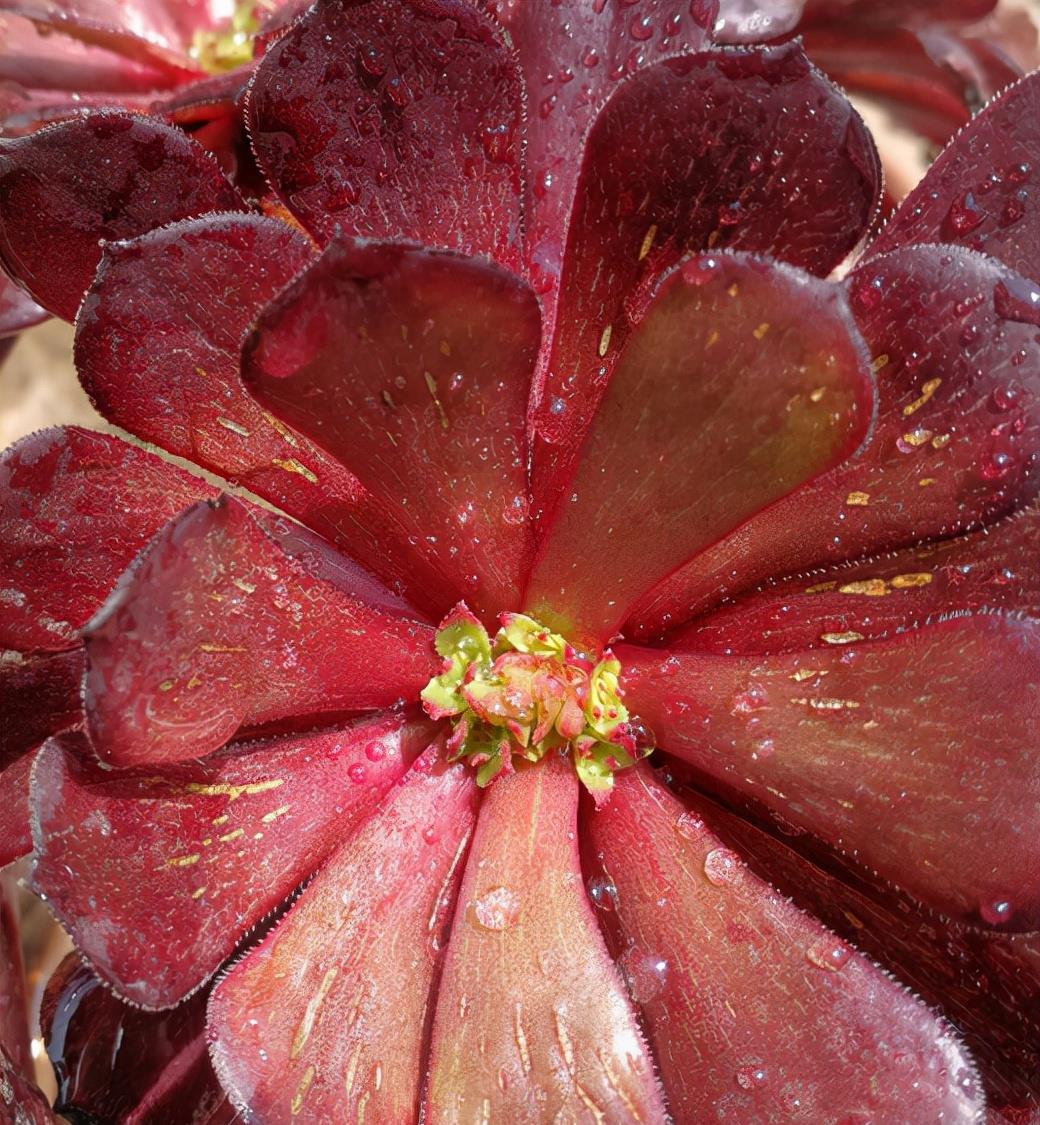 植萌|想要把法师培育成“捧花”状态，两种方式实现，但3点要点做好