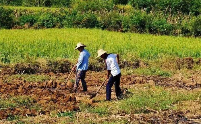 |承包土地能赚钱？一亩地租金800元，承包200亩收入能破20万？